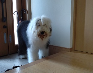 オールドイングリッシュシープドッグ　画像