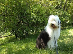 オールドイングリッシュシープドッグ　写真
