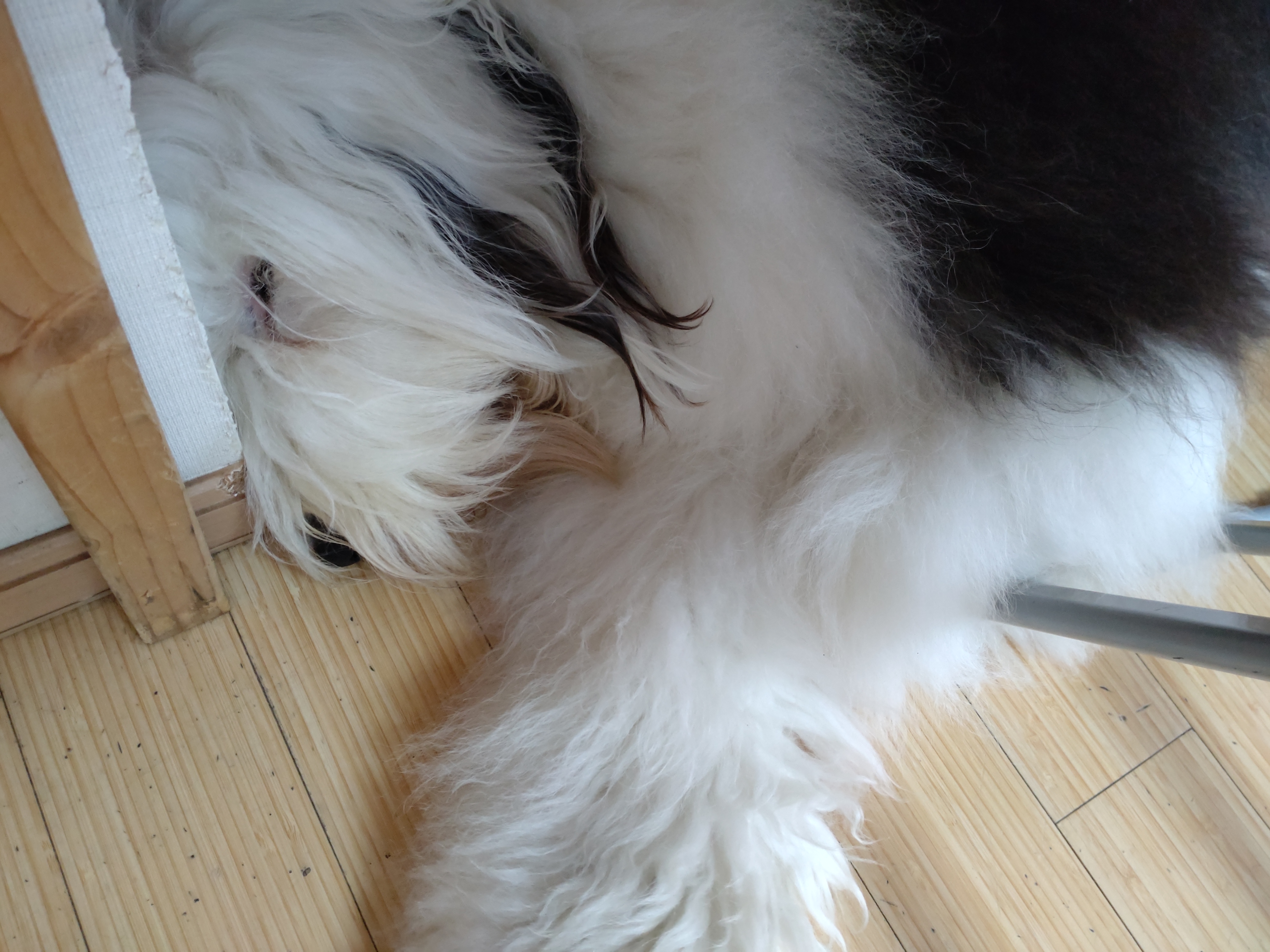 オールドイングリッシュシープドッグの写真