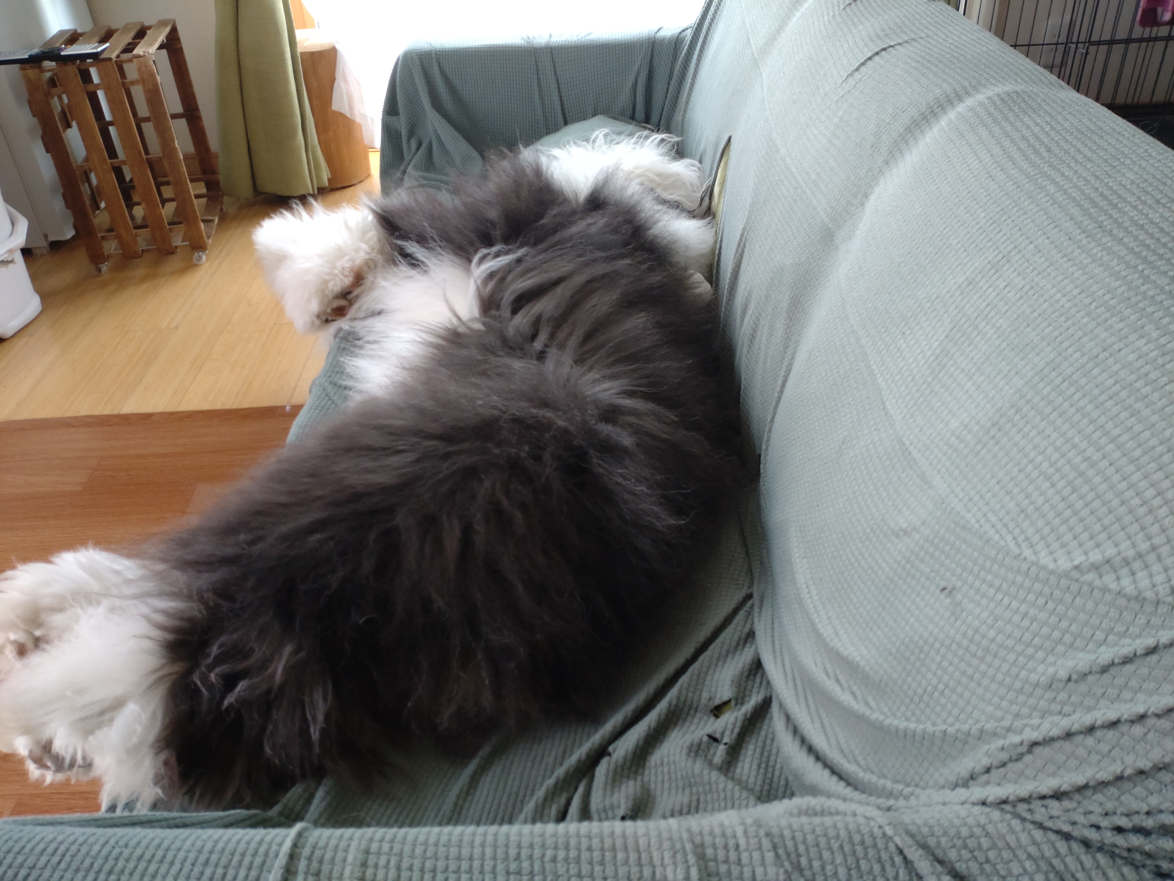 オールドイングリッシュシープドッグの写真