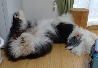 オールドイングリッシュシープドッグの写真