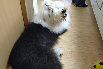 オールドイングリッシュシープドッグの写真