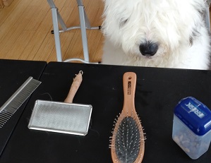 オールドイングリッシュシープドッグ　写真