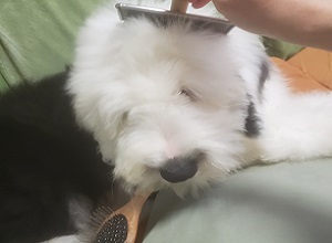 オールドイングリッシュシープドッグ　写真