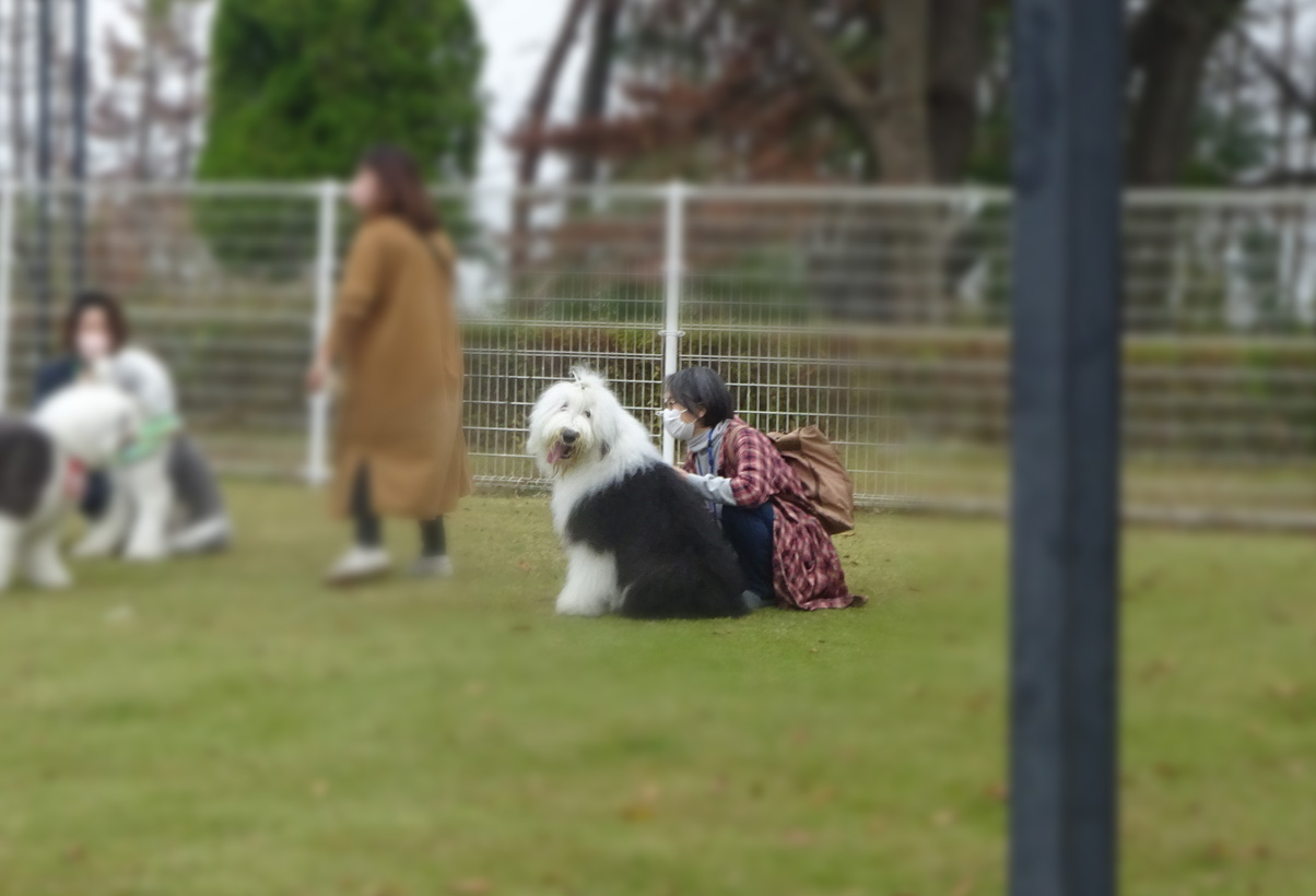 オールドイングリッシュシープドッグ グラフ
