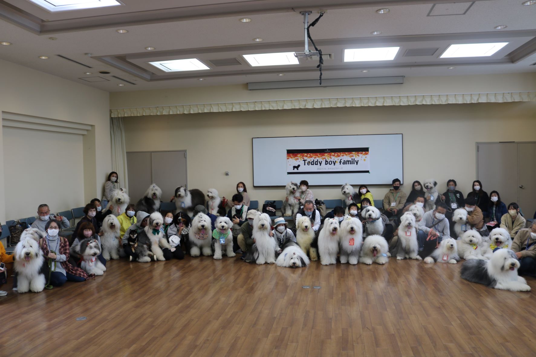 オールドイングリッシュシープドッグ　写真