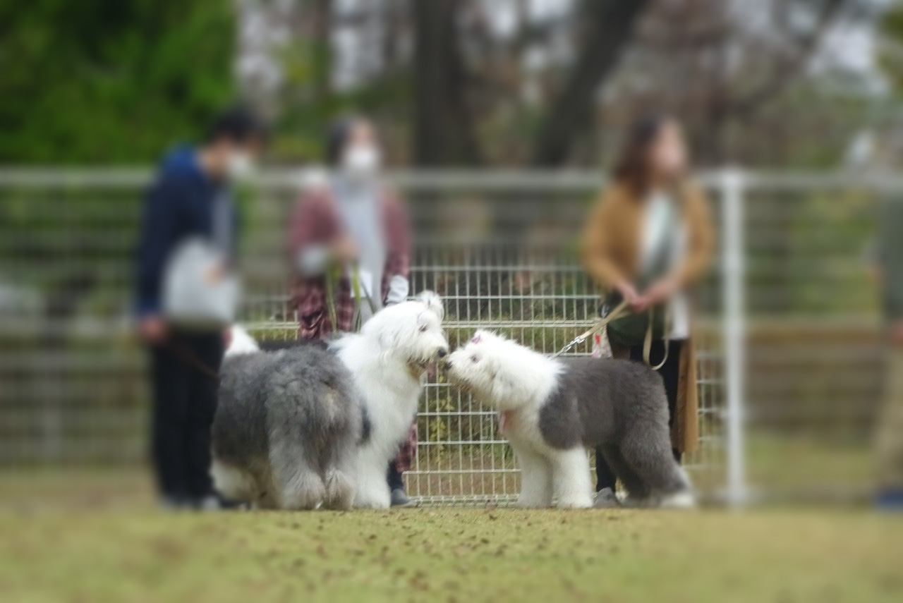 オールドイングリッシュシープドッグ　写真