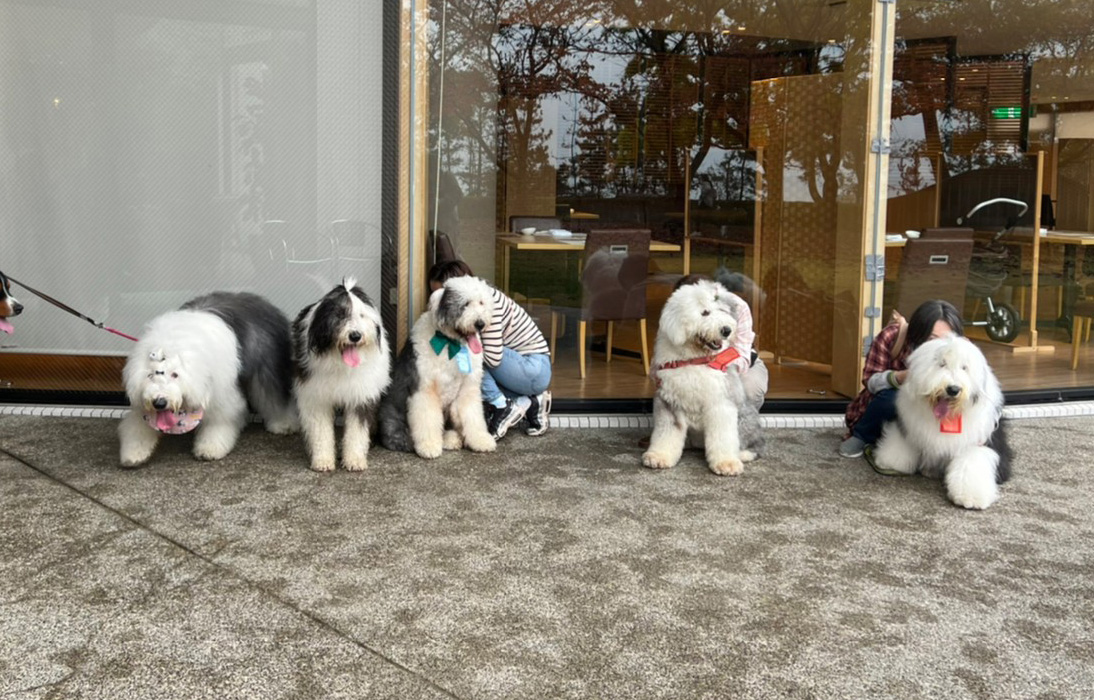 オールドイングリッシュシープドッグ　写真