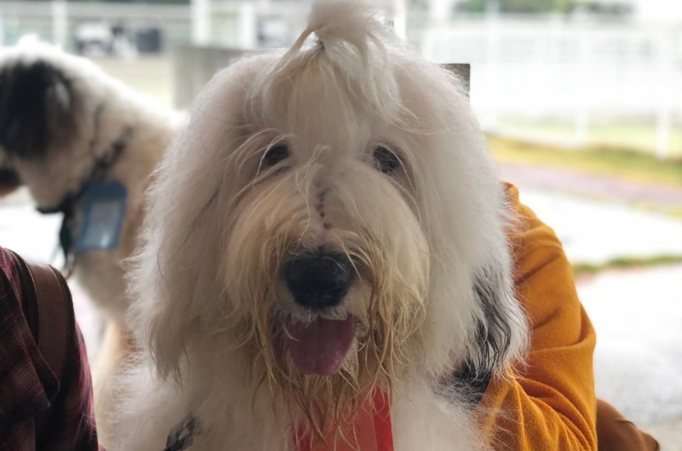 オールドイングリッシュシープドッグ　写真