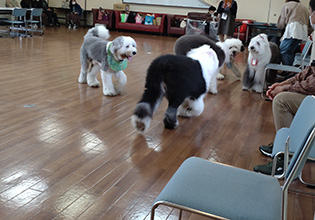 オールドイングリッシュシープドッグ グラフ