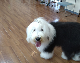 オールドイングリッシュシープドッグ グラフ