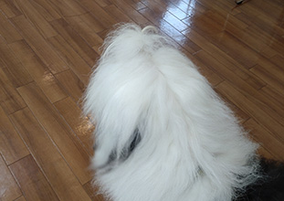 オールドイングリッシュシープドッグ グラフ