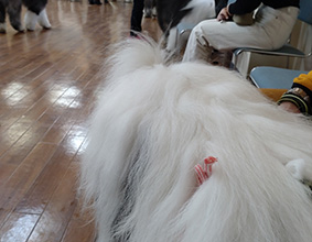 オールドイングリッシュシープドッグ グラフ