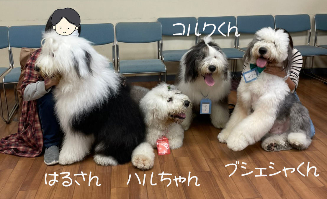 オールドイングリッシュシープドッグ グラフ