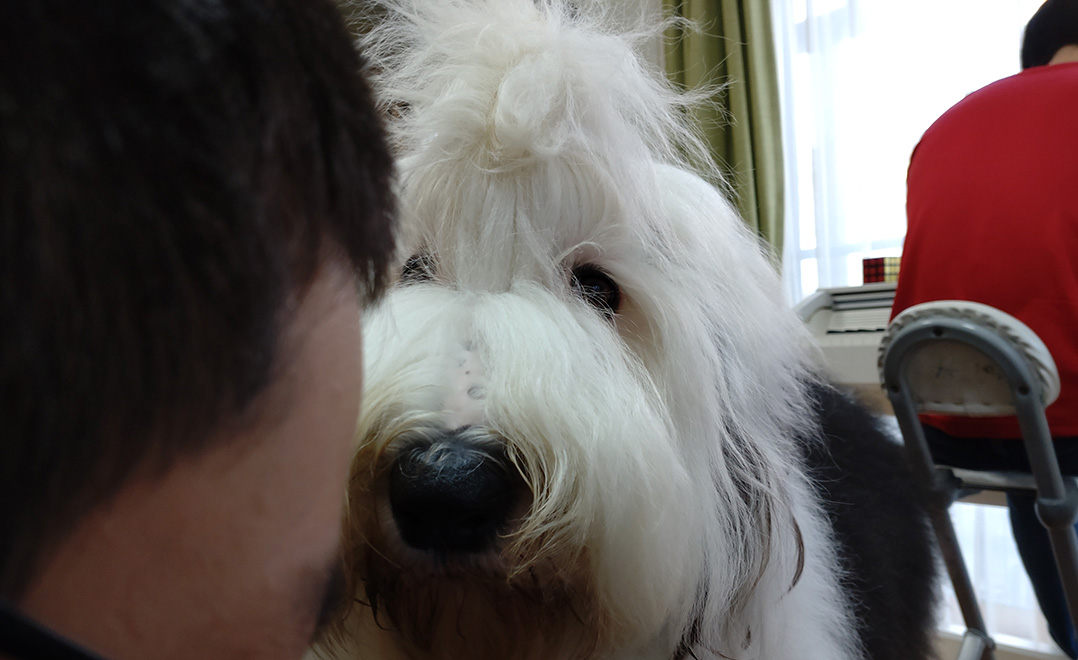 オールドイングリッシュシープドッグ　写真