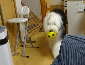 オールドイングリッシュシープドッグの写真