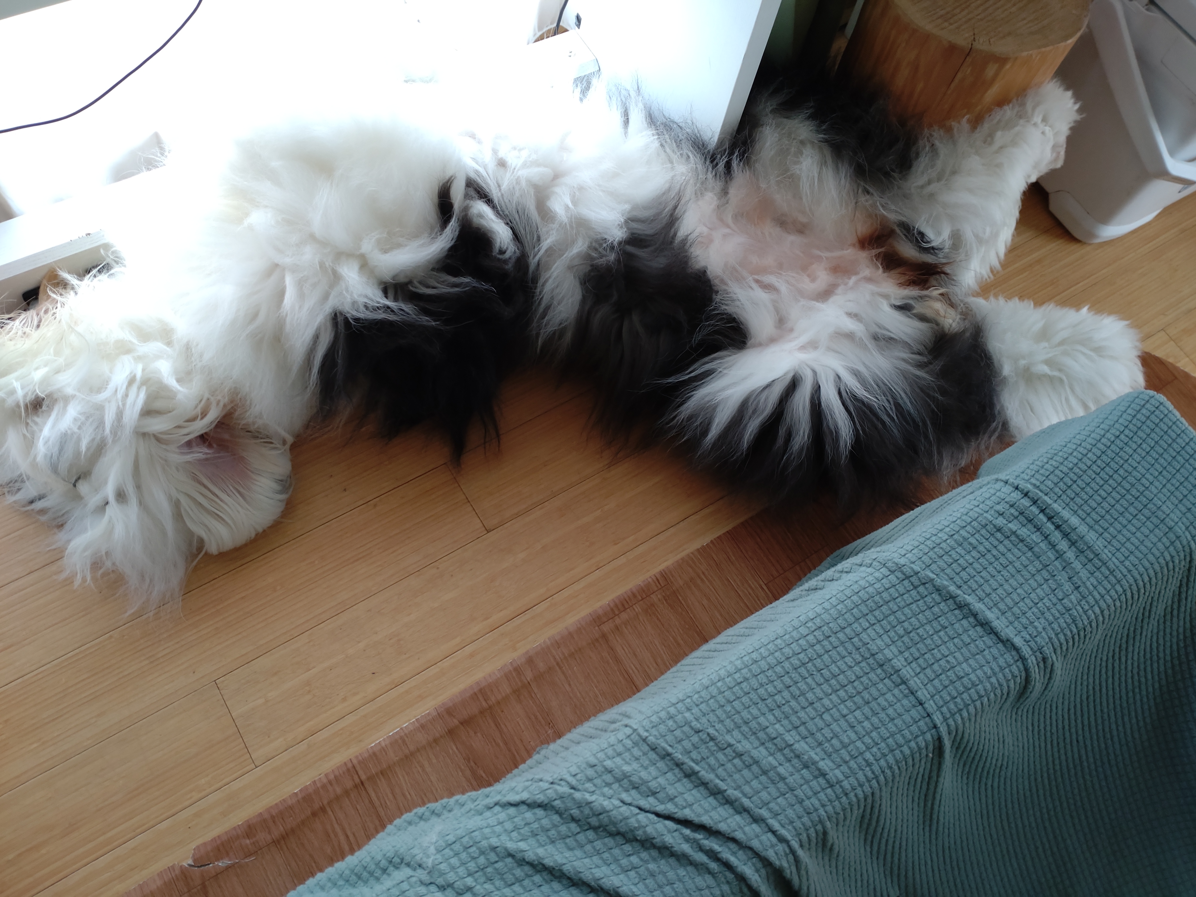 オールドイングリッシュシープドッグのイラスト