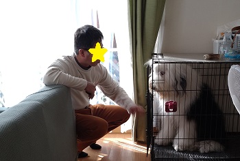 大型犬　写真
