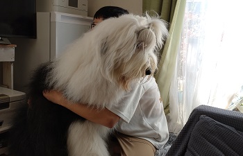 オールドイングリッシュシープドッグ　写真