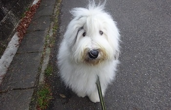 オールドイングリッシュシープドッグ　写真