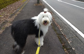 オールドイングリッシュシープドッグ　写真