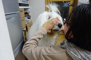 オールドイングリッシュシープドッグ　写真