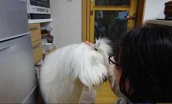 オールドイングリッシュシープドッグ　イラスト