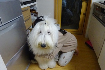 オールドイングリッシュシープドッグ　写真