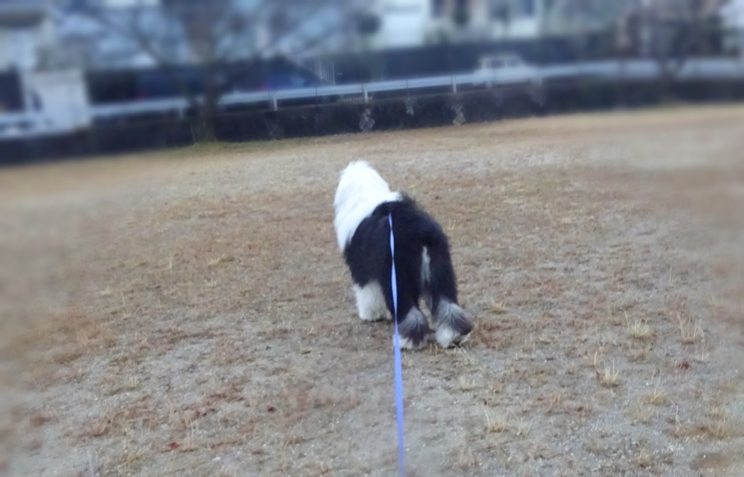 オールドイングリッシュシープドッグ　画像