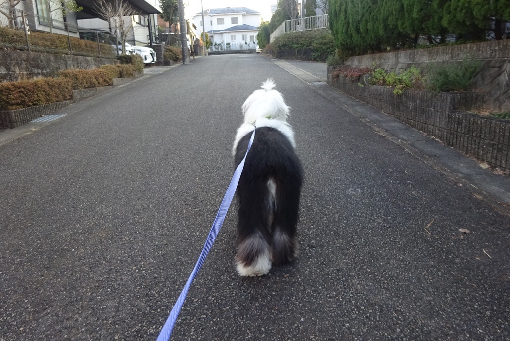 オールドイングリッシュシープドッグ　画像