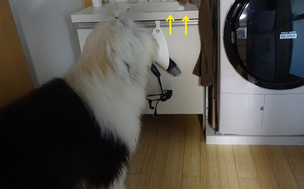 オールドイングリッシュシープドッグ　画像