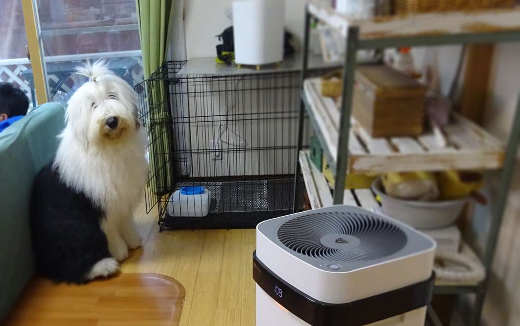 オールドイングリッシュシープドッグ　画像