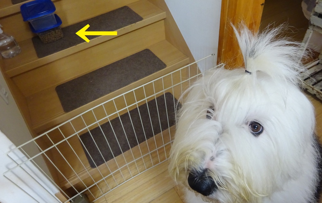 オールドイングリッシュシープドッグ　画像