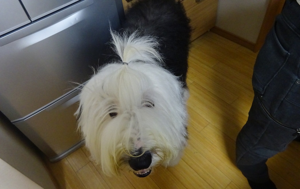 オールドイングリッシュシープドッグ　画像