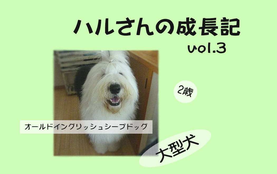 オールドイングリッシュシープドッグ　写真