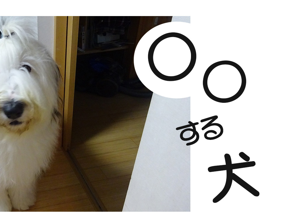 オールドイングリッシュシープドッグ　写真