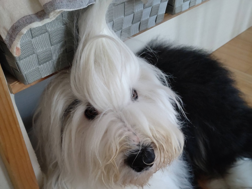 オールドイングリッシュシープドッグ 画像