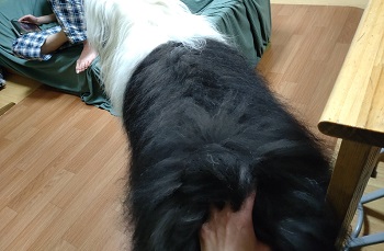 オールドイングリッシュシープドッグ 写真