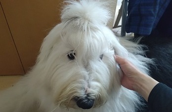 オールドイングリッシュシープドッグ 画像