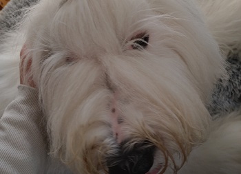 オールドイングリッシュシープドッグ 画像