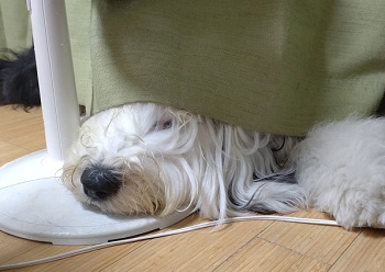 オールドイングリッシュシープドッグ 画像