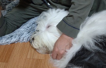 オールドイングリッシュシープドッグ 画像