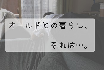 オールドイングリッシュシープドッグ　写真