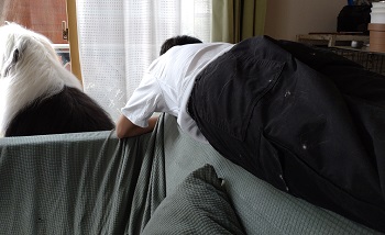 オールドイングリッシュシープドッグ