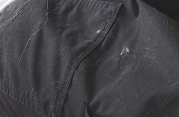 オールドイングリッシュシープドッグ ブログ