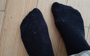 オールドイングリッシュシープドッグ