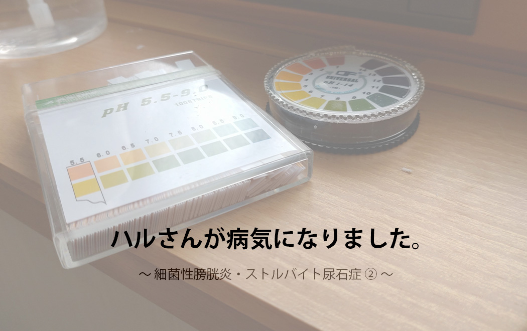 オールドイングリッシュシープドッグ　写真