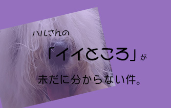 オールドイングリッシュシープドッグ　写真