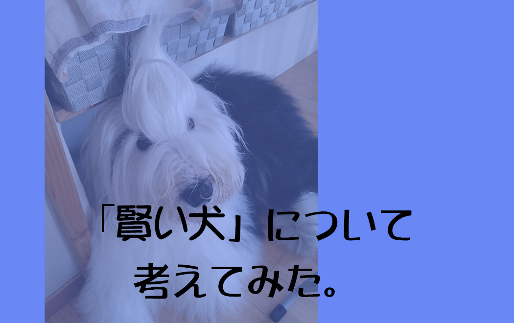 オールドイングリッシュシープドッグ 写真