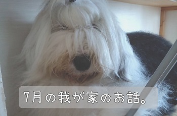 オールドイングリッシュシープドッグ